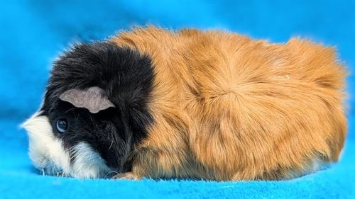 DOOF - Guinea Pig available for adoption