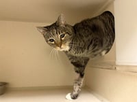 OTIS - Photo 1