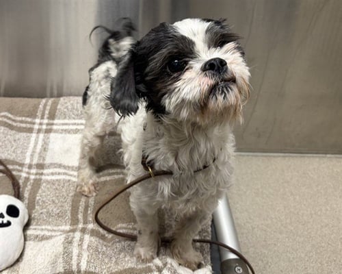 BARKULA - Shih Tzu available for adoption