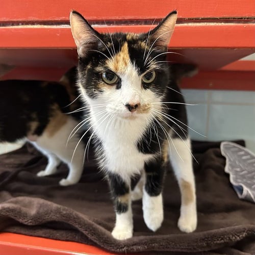 CLAM - Domestic Short Hair available for adoption