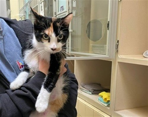 CLAM - Domestic Short Hair available for adoption