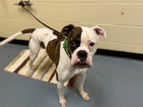 BENJI - Boxer available for adoption