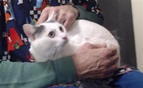 ROCKY - Domestic Short Hair available for adoption