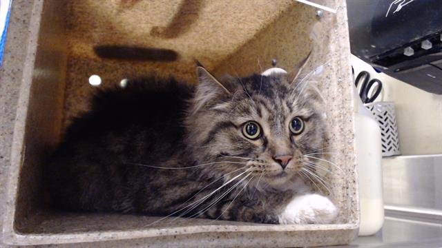 PILLSBURY DOUGHPAWS - Domestic Medium Hair available for adoption