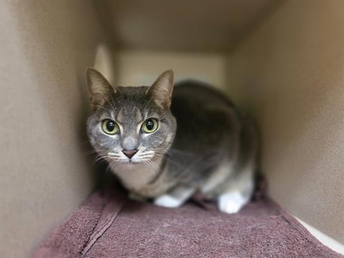 DARRAH - Domestic Short Hair for adoption in Westminster