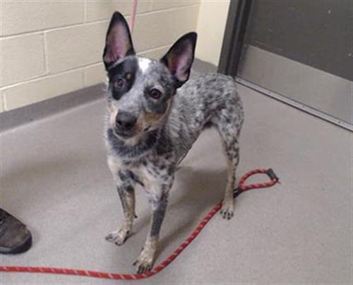 BAKO - Australian Cattle Dog/Blue Heeler available for adoption