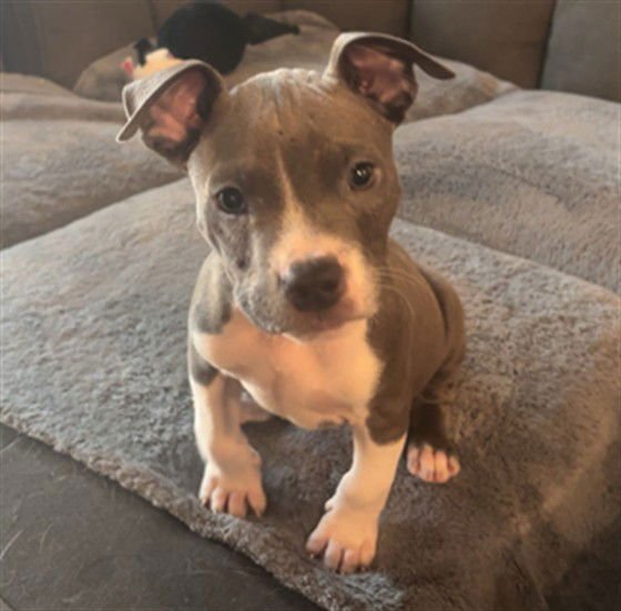 MILITO - Pit Bull Terrier available for adoption