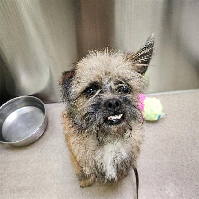 COLD BREW - Cairn Terrier available for adoption
