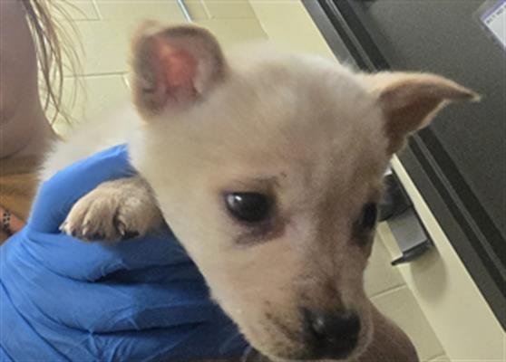 RUMI - Chow Chow available for adoption