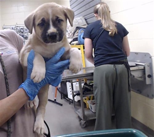 SABRINA DUNCAN - Pit Bull Terrier / Chow Chow available for adoption