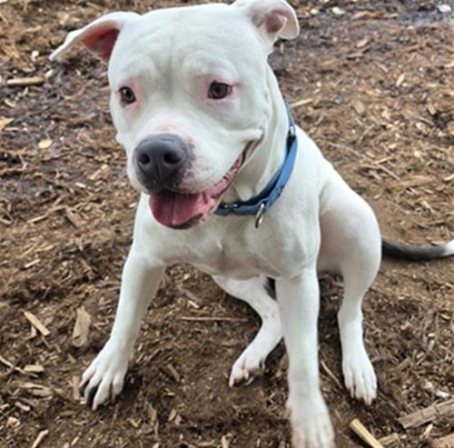 CALLIE - American Bulldog available for adoption
