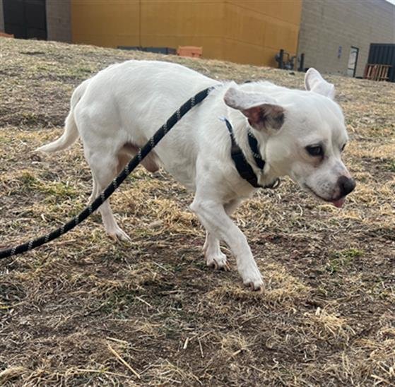 ESPRESSO - Chihuahua available for adoption