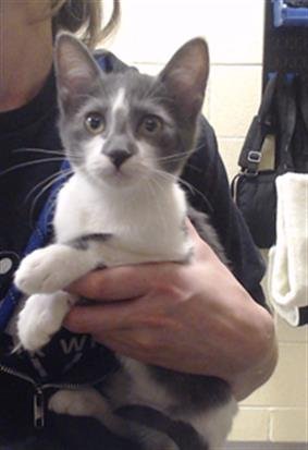 PIPER - Domestic Short Hair available for adoption