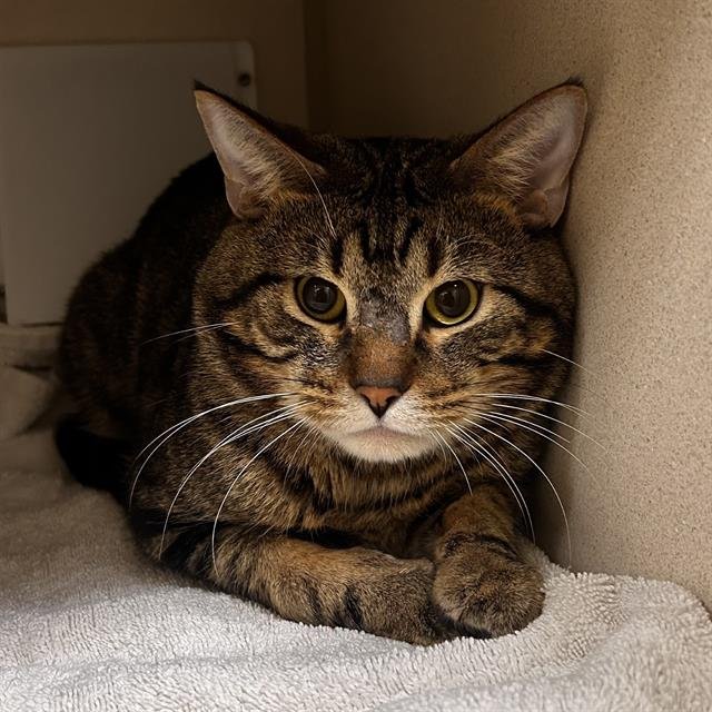 OSO - Domestic Short Hair available for adoption