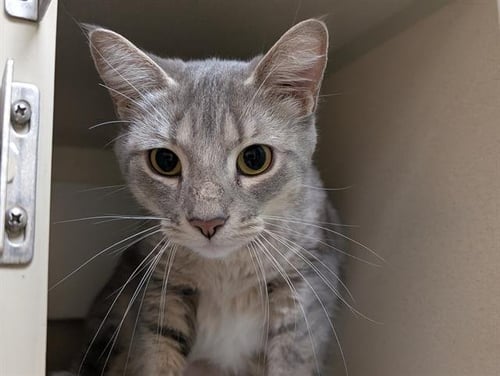 GOURD - Domestic Short Hair for adoption in Denver