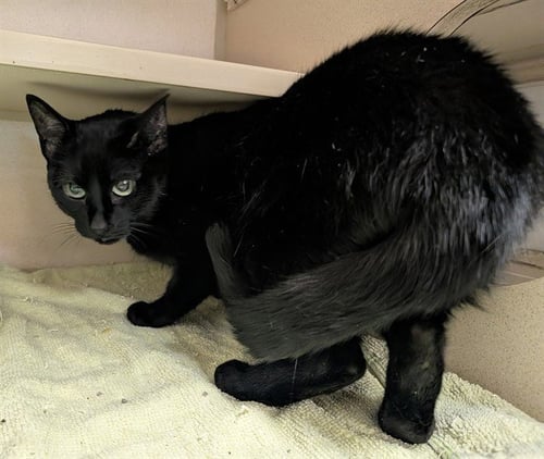 JESSICA - Domestic Short Hair available for adoption