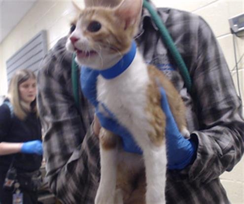 TESSIE JOE - Domestic Short Hair available for adoption