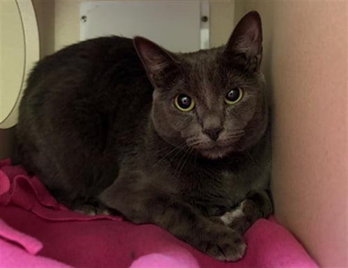 GLENN - Domestic Short Hair available for adoption