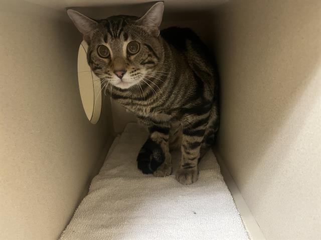 LEONARDO HAMATO - Domestic Short Hair available for adoption