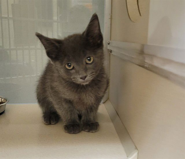 REAL - Domestic Short Hair available for adoption