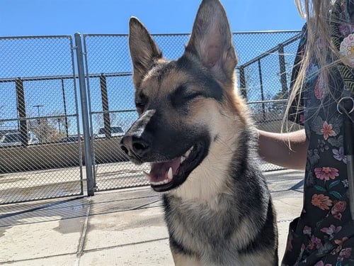 EXCEL - German Shepherd Dog available for adoption