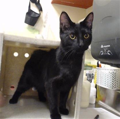 PRINCESS - Domestic Short Hair available for adoption