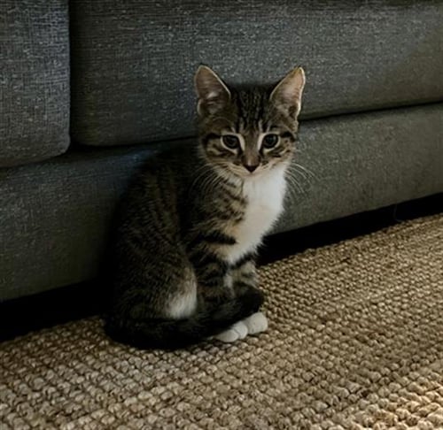 FIRENZE - Domestic Short Hair available for adoption
