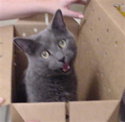 TOPH - Domestic Short Hair available for adoption