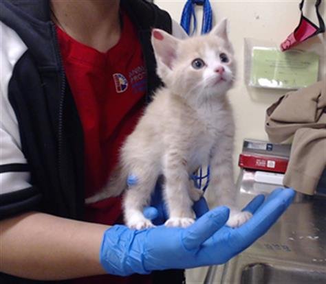 RUBLE - Domestic Short Hair available for adoption