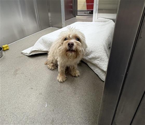 MACARONI - Poodle (Miniature) available for adoption