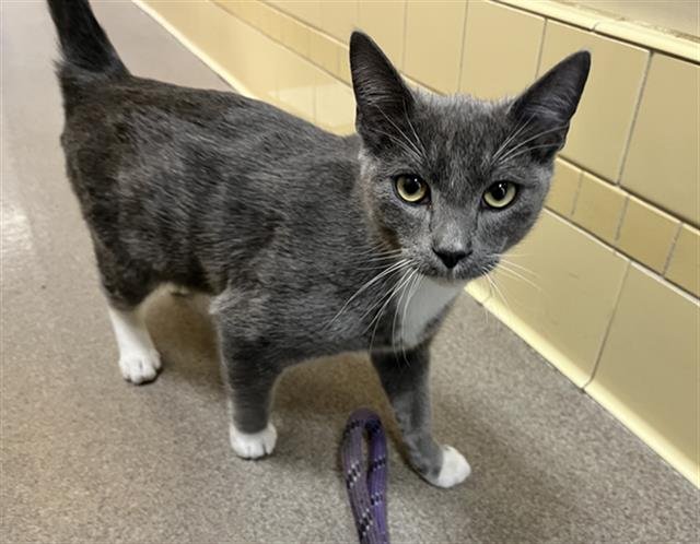 CHILI - Domestic Short Hair available for adoption