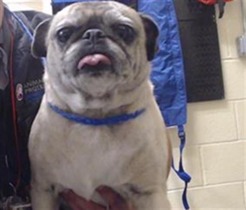 BEA - Pug available for adoption