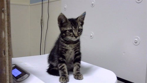 BEEF - Domestic Short Hair available for adoption