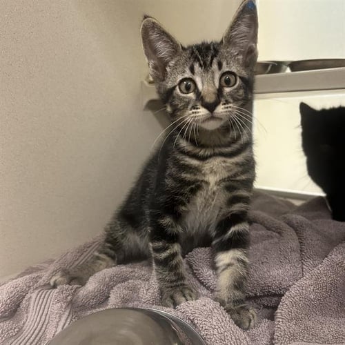 BEEF - Domestic Short Hair available for adoption