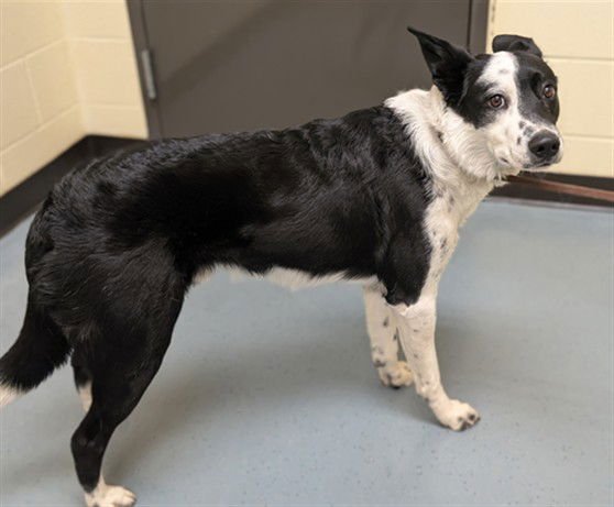 SNOOPY - Border Collie available for adoption