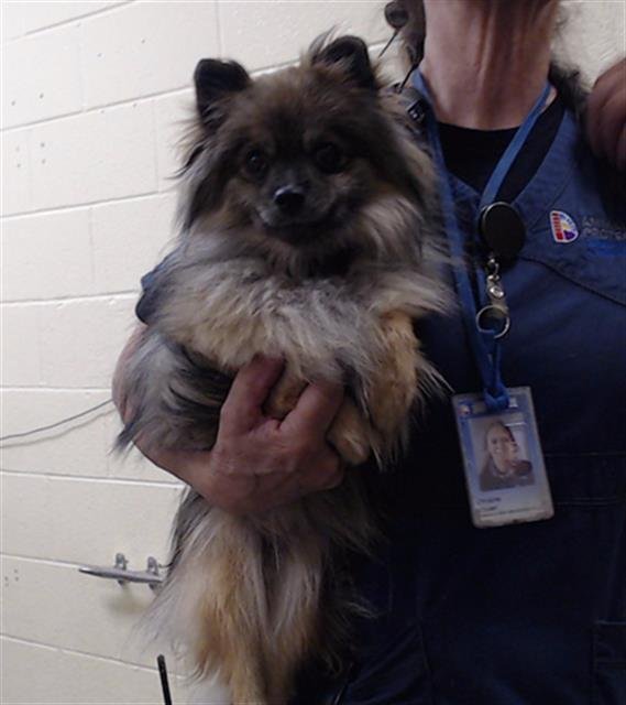 LADY - Pomeranian available for adoption