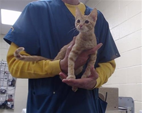 FRANCIS - Domestic Short Hair available for adoption