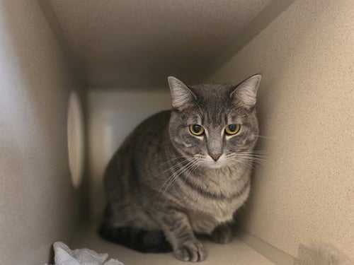 ANGEL - Domestic Short Hair available for adoption