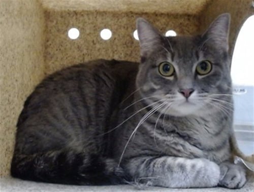 ANGEL - Domestic Short Hair available for adoption