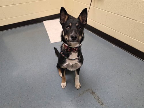 DINA - German Shepherd Dog available for adoption