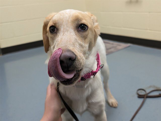 LILY - Australian Cattle Dog/Blue Heeler available for adoption