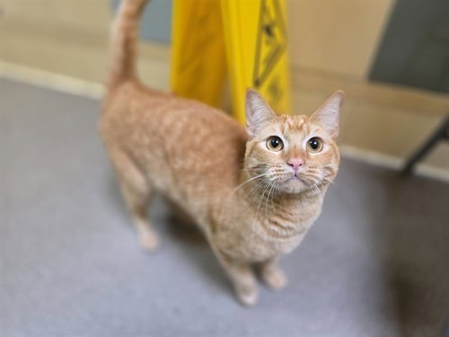MANDARIN - Domestic Short Hair for adoption in Denver