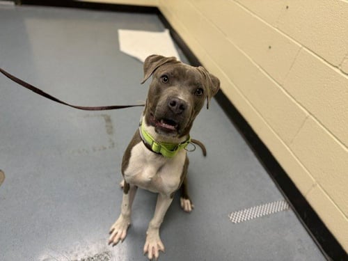 MILO - Pit Bull Terrier / Pointer for adoption in Denver