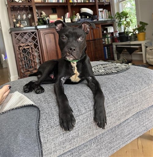 SIR FROG - Pit Bull Terrier available for adoption