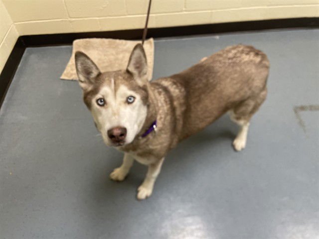 POUR OVER - Siberian Husky available for adoption