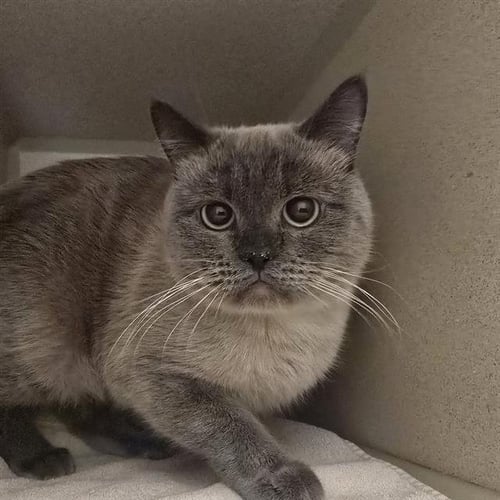 ORCHID - British Shorthair available for adoption
