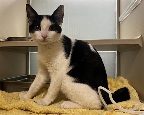 CUFFLINKS - Domestic Short Hair available for adoption