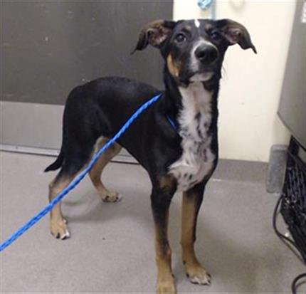 CHISPITA - German Shepherd Dog available for adoption
