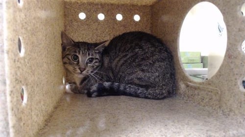 JANET J - Domestic Short Hair available for adoption