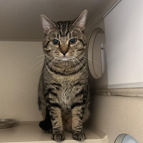 SOLOMON - Domestic Short Hair for adoption in Denver
